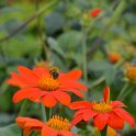 Tithonia rotundifolia 'Torch' (4)